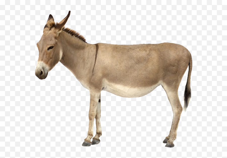 Download Free Png Donkey - Transparent Background Donkey Png,Donkey Png