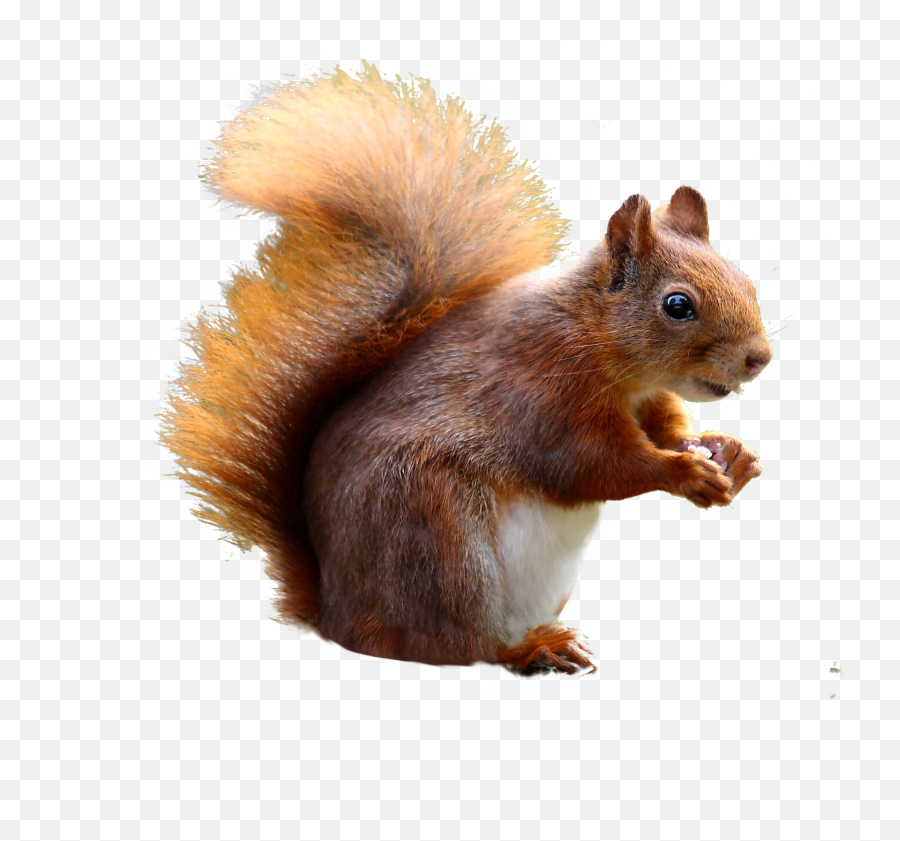 Squirrel Cute Png Image - Names For A Squirrel,Squirrel Transparent Background