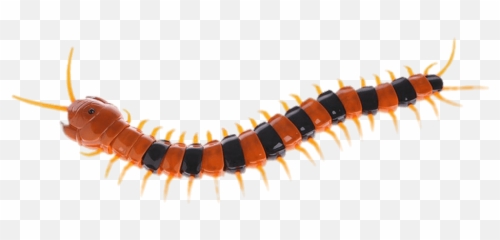 Plastic Centipede Transparent Png - Centipedes Png,Centipede Png