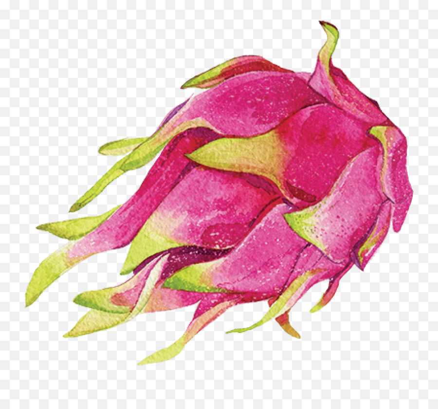 How To Train With The Dragons U2013 Kannika And Co - Hybrid Tea Rose Png,Dragonfruit Png
