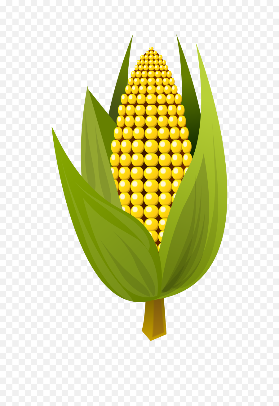 Maizefruitleaf Png Clipart - Royalty Free Svg Png Corn Vector Png,Corn Cob Png