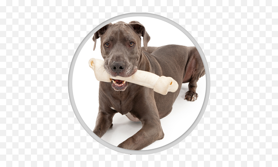 Download Hd Dental Care - Great Dane Transparent Png Image Great Dane,Great Dane Png