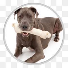 Download Hd Dental Care - Great Dane Transparent Png Image Great Dane,Great Dane Png