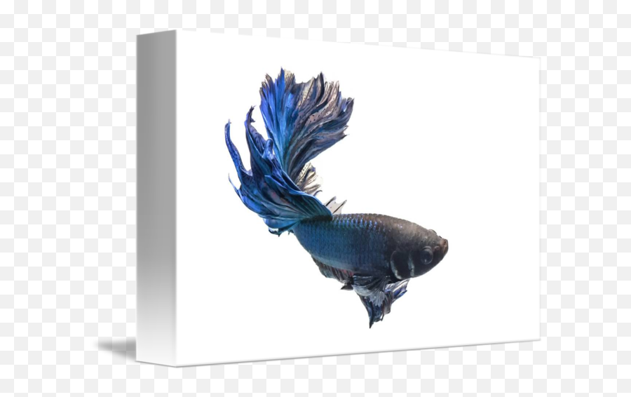 My Beautiful Betta Fish - Poster Png,Betta Fish Png
