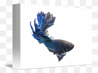 My Beautiful Betta Fish - Poster Png,Betta Fish Png