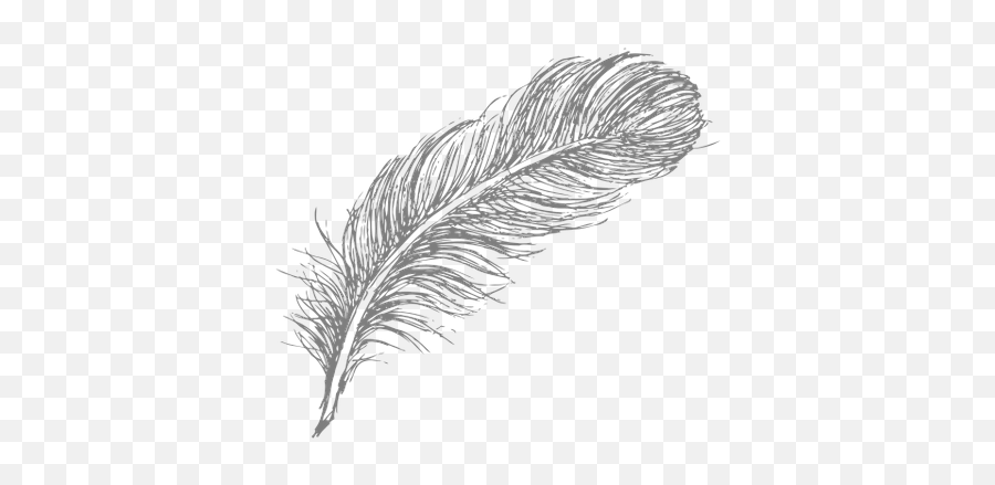 Historical Fiction - Transparent Feather Drawing Black And White Png,Black Feather Png