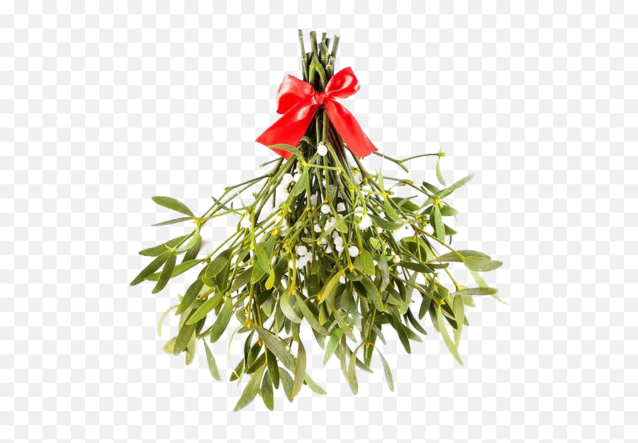 Mistletoe Png Transparent Images - Mistle Toe,Real Png