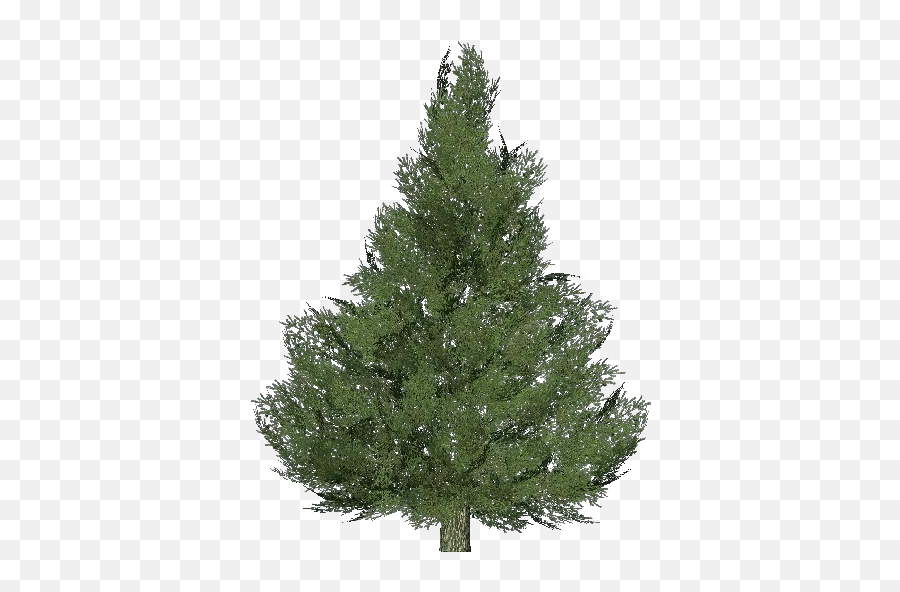 3d Trees - Silver Fir Tree Acca Software Spruce Artificial Christmas Tree Png,Pine Tree Branch Png