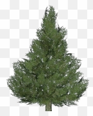 3d Trees - Silver fir tree ACCA software Spruce Artificial Christmas png