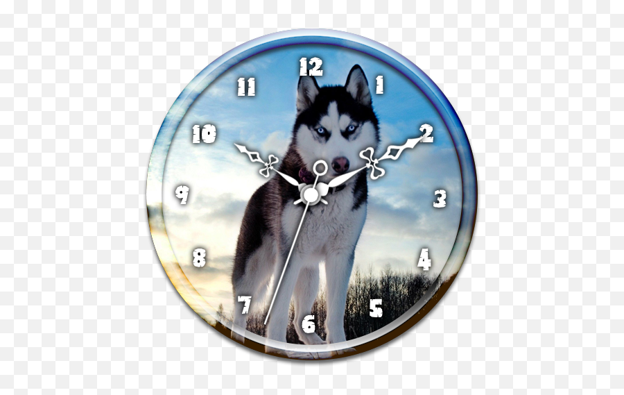Husky Clock Live Wallpaper U2013 Google Play U2011sovellukset - Blue Eyes Siberian Husky Png,Husky Transparent