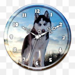 Husky Clock Live Wallpaper U2013 Google Play U2011sovellukset - Blue Eyes Siberian Husky Png,Husky Transparent