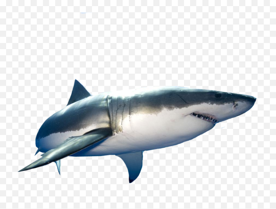 Great White Shark Png Transparent - Great White Shark Psd,Great White Shark Png