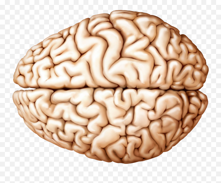 Brain Png - Brain Transparent Background,Brain Transparent Png
