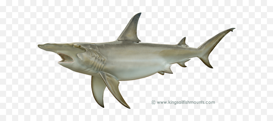 International Game Fish Association - Great White Shark Png,Hammerhead Shark Png