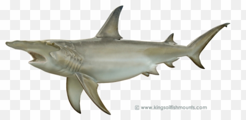 International Game Fish Association - Great White Shark Png,Hammerhead Shark Png