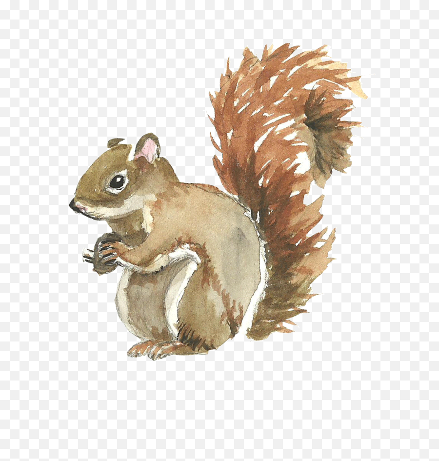 Download Squirrel Illustration Hd Png - Uokplrs Watercolor Painting Of Squirrel,Chipmunk Png