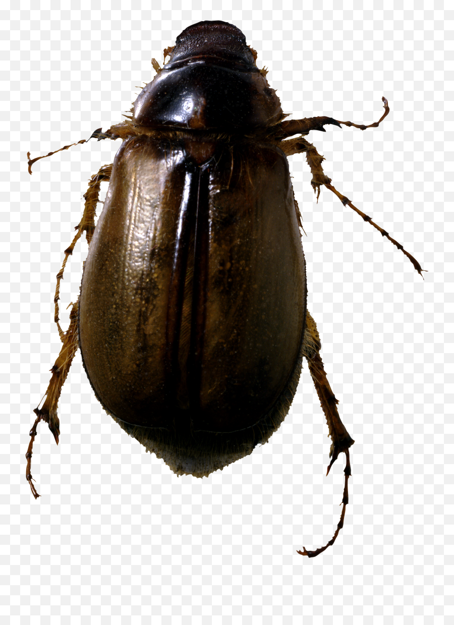 Bugs Png Image Without Background - Bug Png,Bug Png