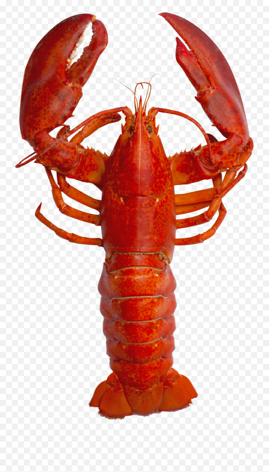 Andy Warhol Lobster Pop Art Png - Andy Warhol Art Transparents,Lobster Png