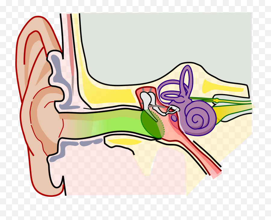 Human Ear Parts Structure Clipart - Middle Ear Png,Ear Transparent