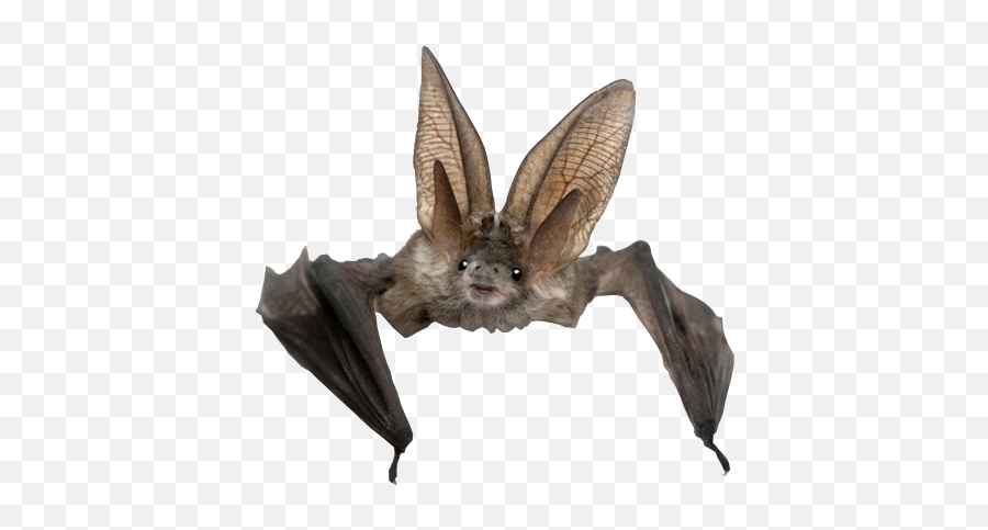 Real Bat Transparent Background Png - Bat Png,Bats Transparent Background