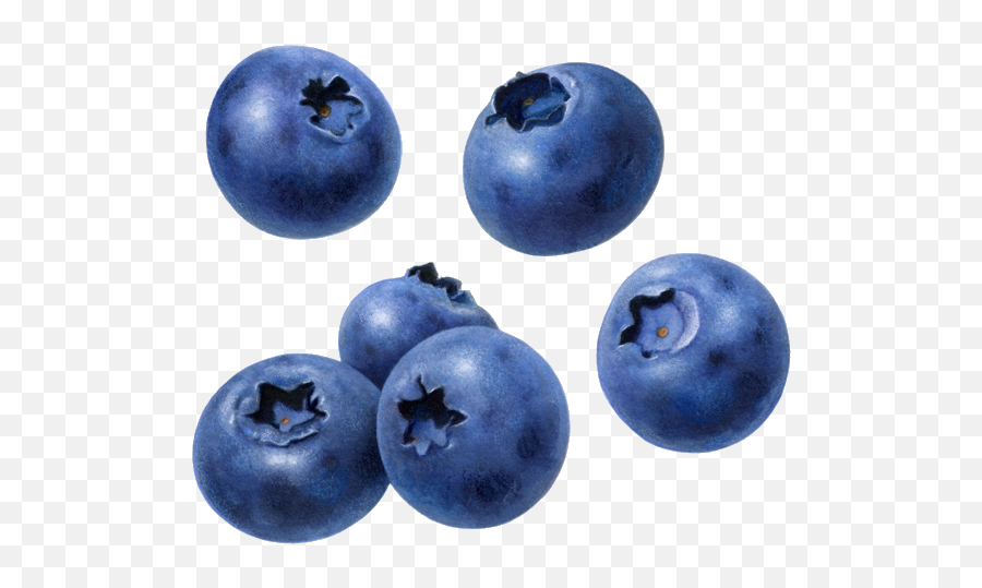Blueberry Fruit - Clipart Transparent Background Blueberry Png,Berry Png