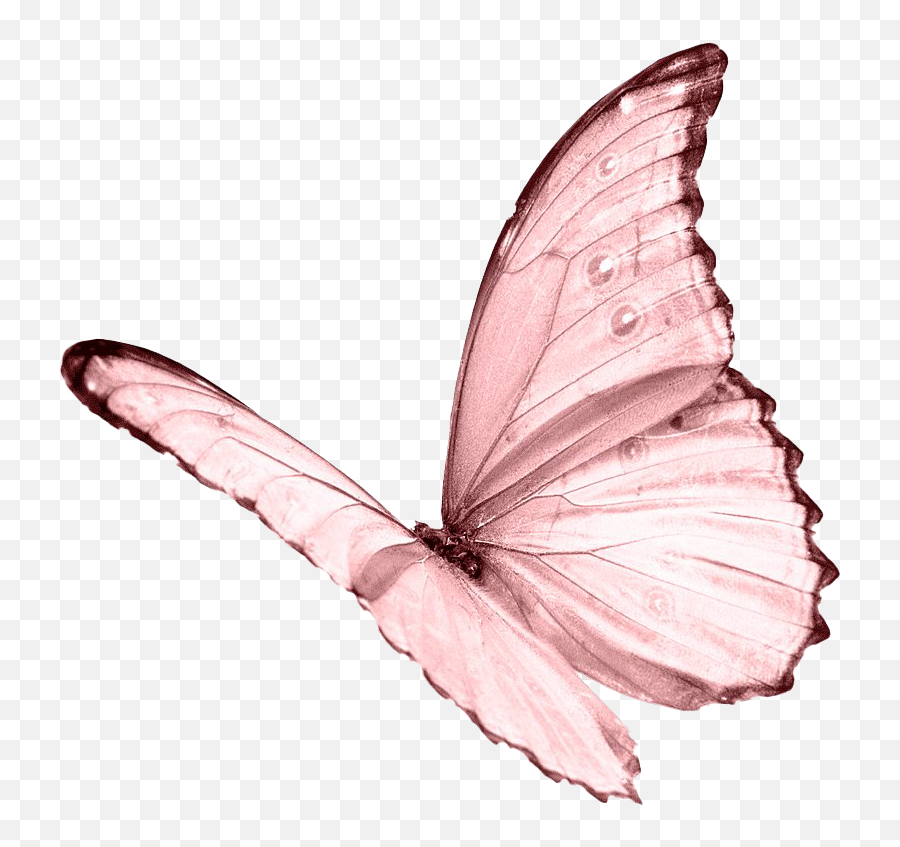 Pink Butterfly Png Image Transparent - Pink Butterfly Transparent,Pink Transparent Background