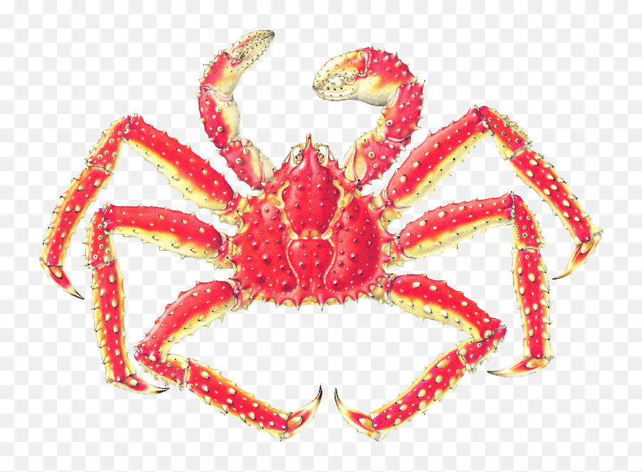 Alaska King Crab - King Crab Scientific Name Png,Crab Legs Png