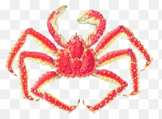 Alaska King Crab - King Crab Scientific Name Png,Crab Legs Png