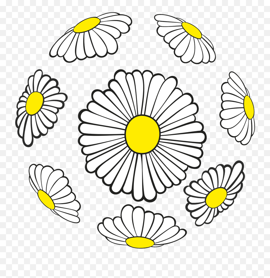 Daisies Sphere Spring Flowers Png Picpng - Vector,Spring Flower Png