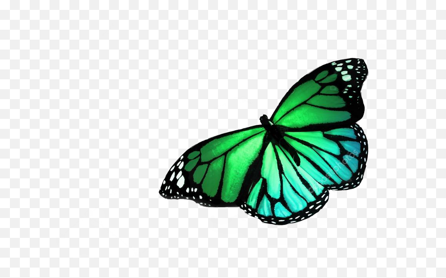 Download Hd Real Colorful Butterflies Flying Transparent Png - Colorful Butterfly Flying,Butterfly Flying Png