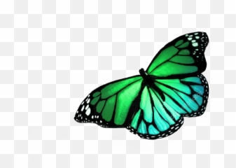 Download Hd Real Colorful Butterflies Flying Transparent Png - Butterfly