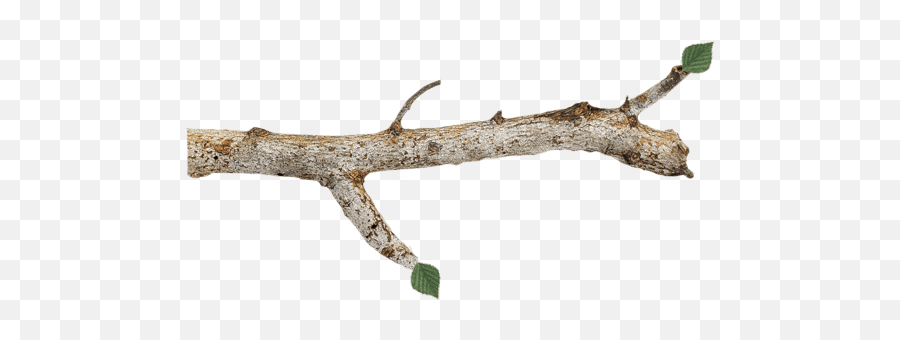 Wood Branch Transparent Png Clipart - Transparent Tree Branch Png,Branch Png