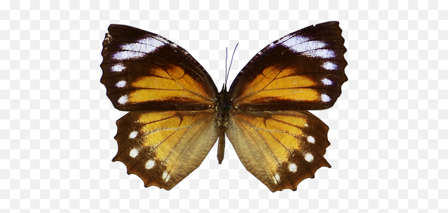Butterflynet Png Butterfly Transparent
