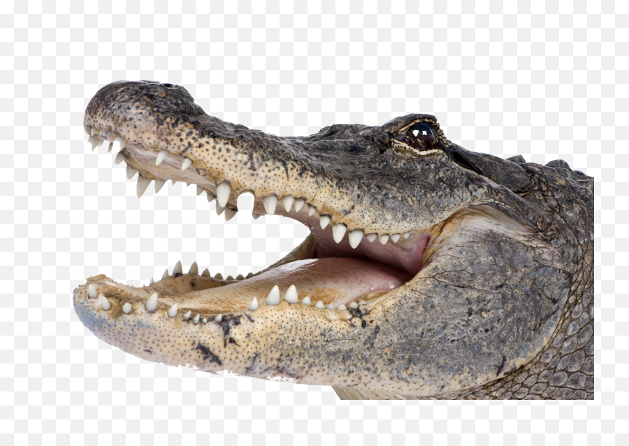 Free Crocodile Transparent Download - Alligator Png,Croc Png
