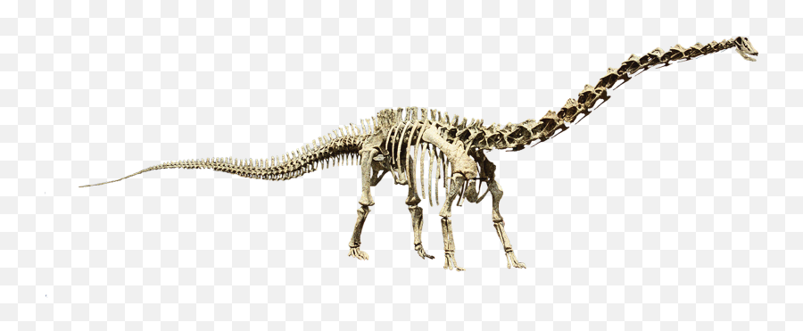 Dinosaur Skeleton - Seismosaurus Diplodocus Png,Dinosaur Skull Png