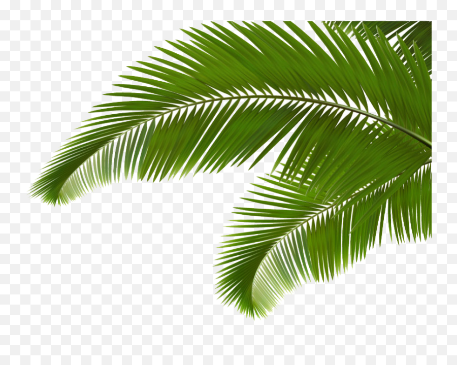 Palm Clipart Green Branch Transparent - Coconut Tree Leaves Cartoon Png,Palm  Leaves Transparent - free transparent png images 