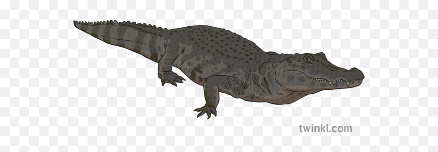 Black Caiman Reptile Aligator Crocodile River Amazon Water - Nile Crocodile Png,Aligator Png