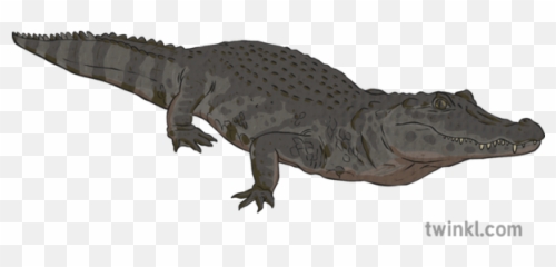 Black Caiman Reptile Aligator Crocodile River Amazon Water - Nile Crocodile Png,Aligator Png