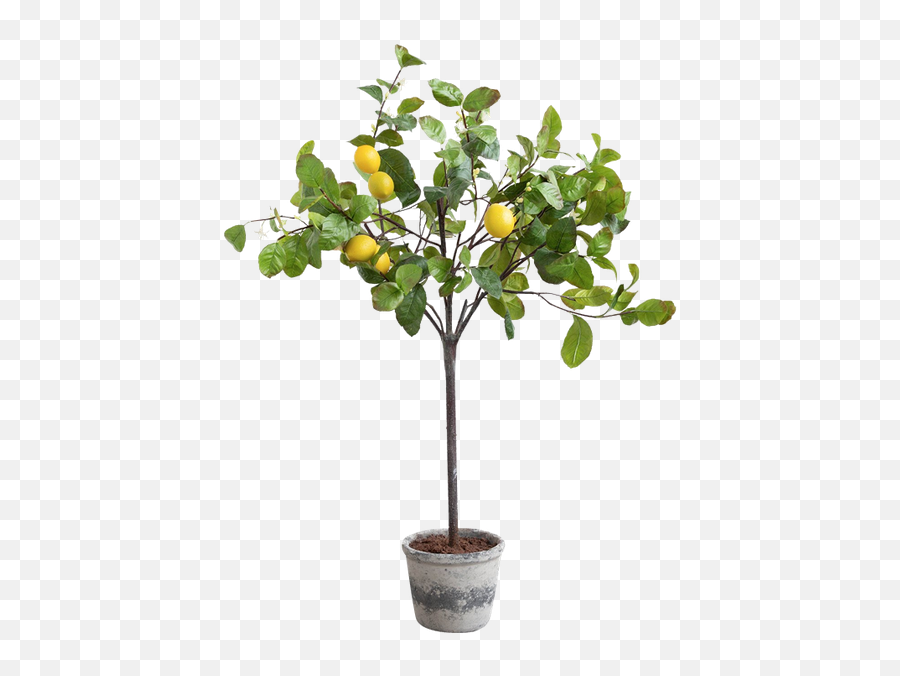 Faux Potted Lemon Tree - Potted Lemon Tree Painting Png,Lemon Tree Png