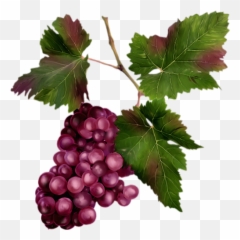 Fruits Raisins - Seedless Fruit Png,Raisin Png