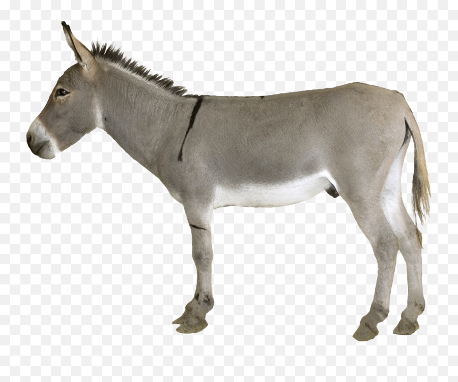 46 Donkey Png Images Are Free To Download - Donkey Png,Donkey Png