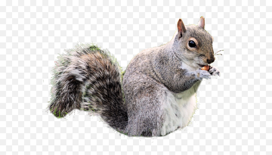 Gray Squirrel Clipart Real - Transparent Squirrel Png,Squirrel Transparent Background