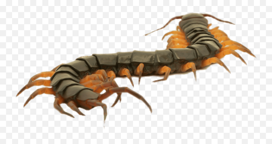 Brown Centipede Transparent Png - Centipede Clipart,Centipede Png
