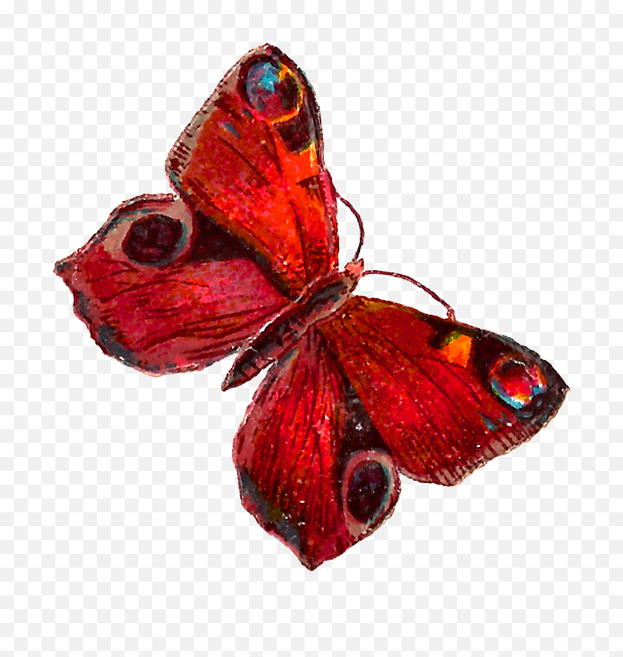 Red Butterfly Wings Png - Red Butterfly Png,Butterfly Wings Png