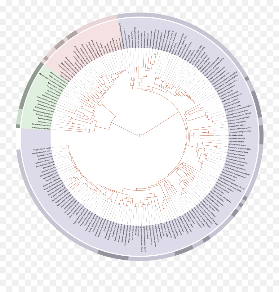 Rooting The Tree Of Life By Aaron Mcmahon - Tree Of Life Phylogenetics Png,Tree Of Life Png