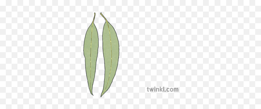 Eucalyptus Leaves Illustration - Twinkl Earrings Png,Eucalyptus Leaves Png