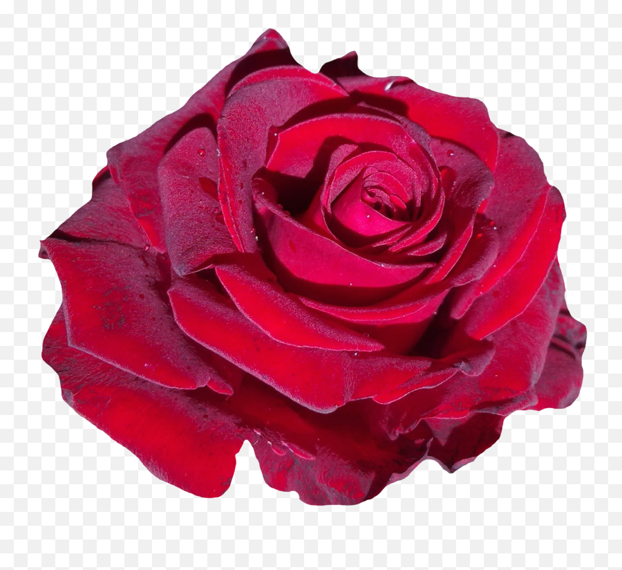 Red Rose - Rose Png,Red Rose Transparent Background
