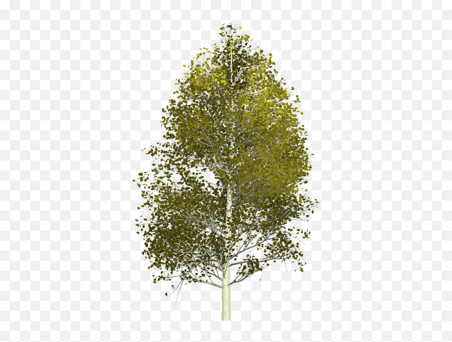 Birch Tree Png - Aspen Tree Png,Birch Tree Png