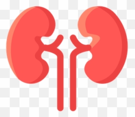 Available In Svg Png Eps Ai Icon - Kidney
