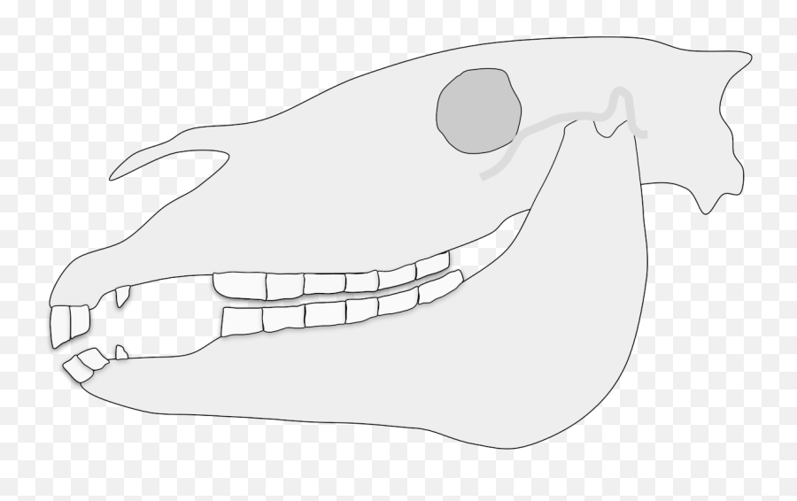 Equine Malocclusion - Horse Teeth Diagram Png,Sharp Teeth Png